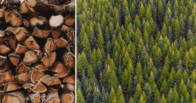 Bergs Timber – Kämpar i motvind